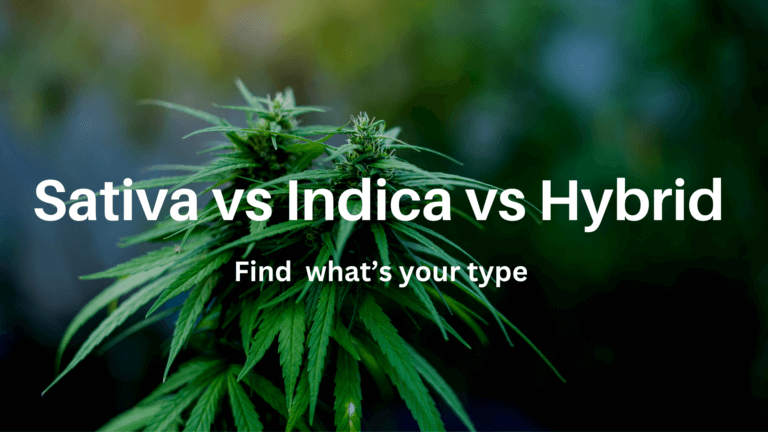 Sativa vs Indica vs Hybrid: Understanding the Differences and Benefits