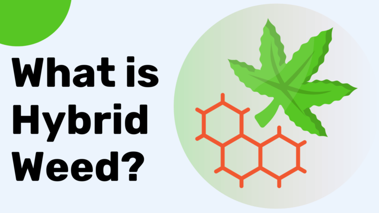 All you need to know about hybrid weed