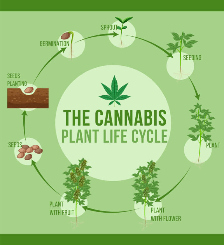 Anatomy of a weed plant: the Secrets of Cannabis Growth